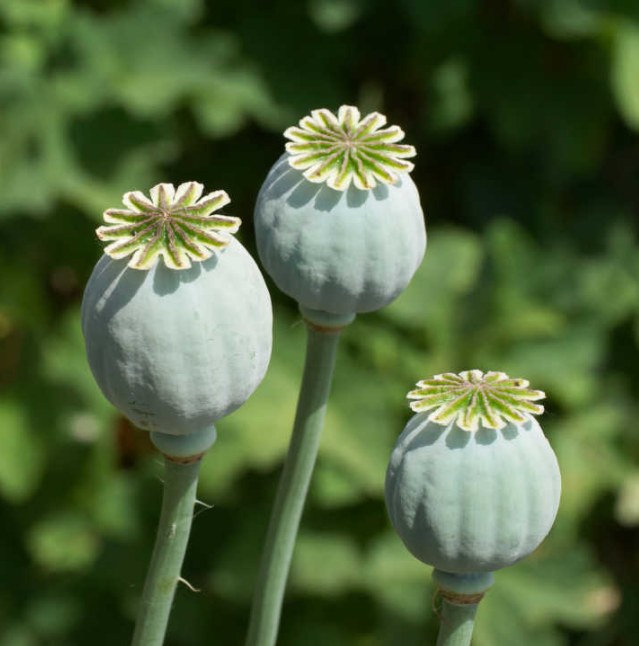 Papaver somniferum Seeds For Sale - All The Gage Faces