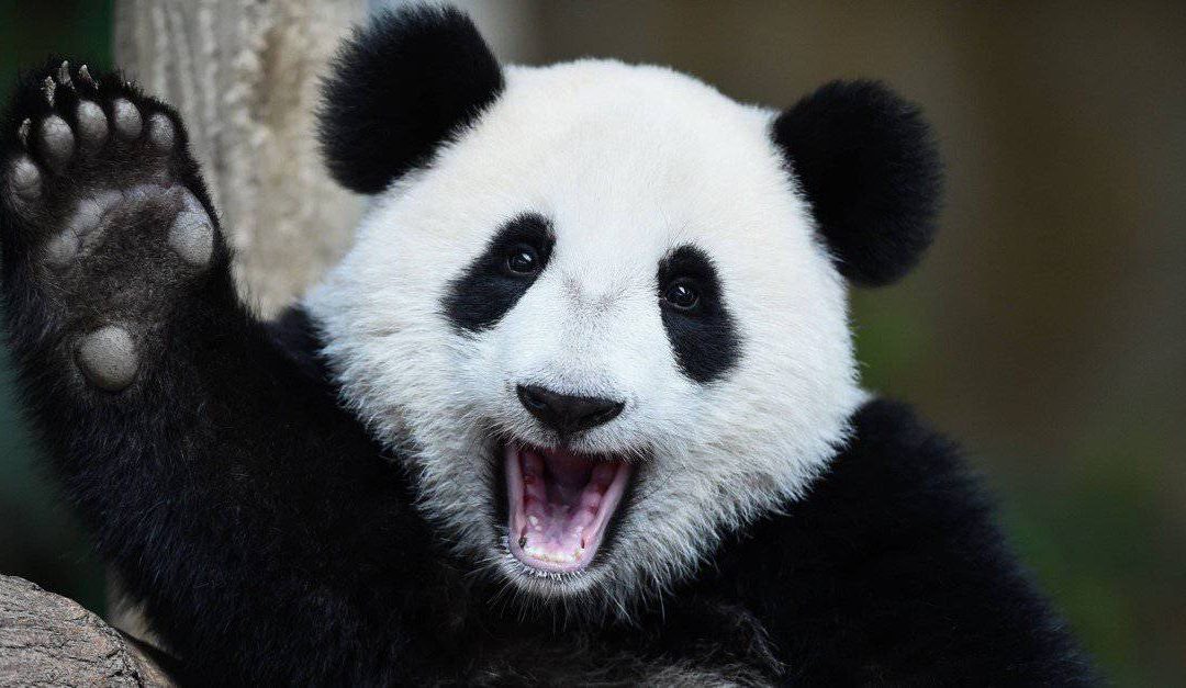 Understanding the Myth: Are Pandas Dangerous?