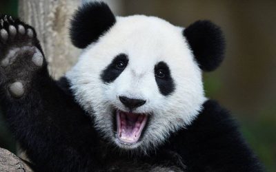 Understanding the Myth: Are Pandas Dangerous?