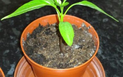 How Often To Water Seedlings