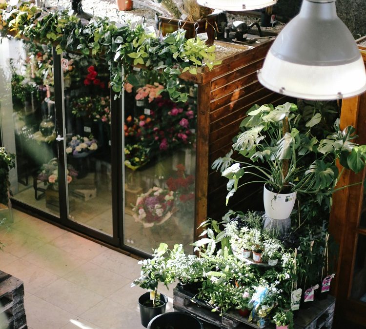 Greenhouse Coffeeshop: Your Oasis of Serenity in The Heart of The Hague