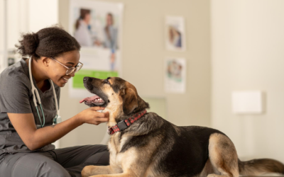 The Essential Role of General Veterinarians in Pet Health Care