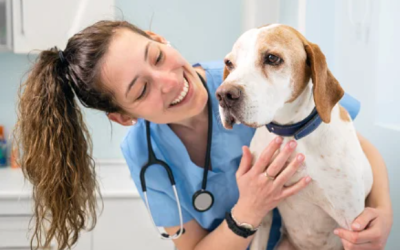 Essential Tips for Choosing the Right Animal Clinic for Your Pet