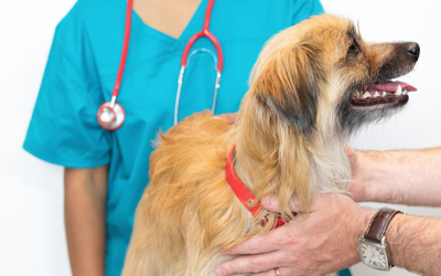 The Role of a General Veterinarian in Keeping Your Pet Healthy