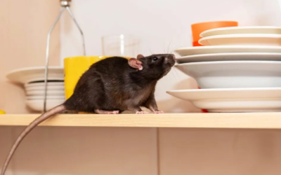 The Sheer Importance of Rodent Control to Safeguard Your Property